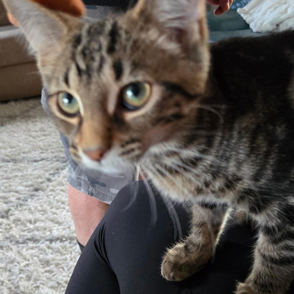 Enlarge Tony, an adopted Domestic Short Hair in Everett, ON image 1/6