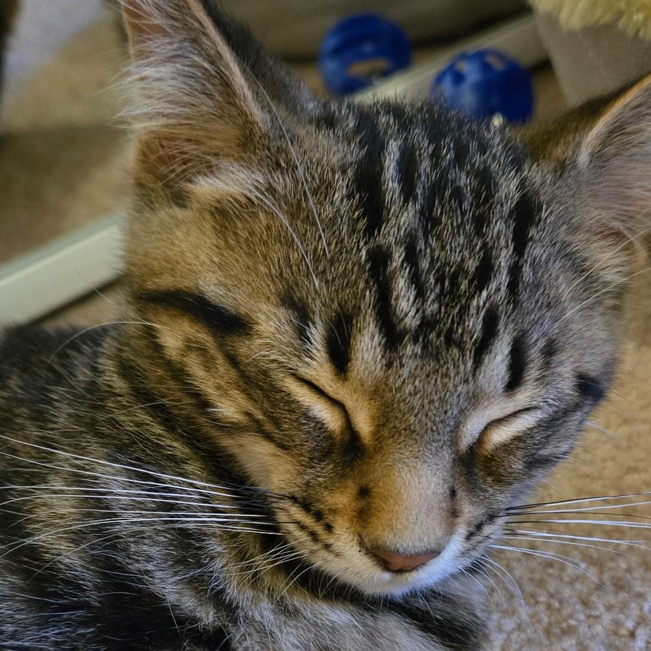 Enlarge Tony, an adopted Domestic Short Hair in Everett, ON image 4/6