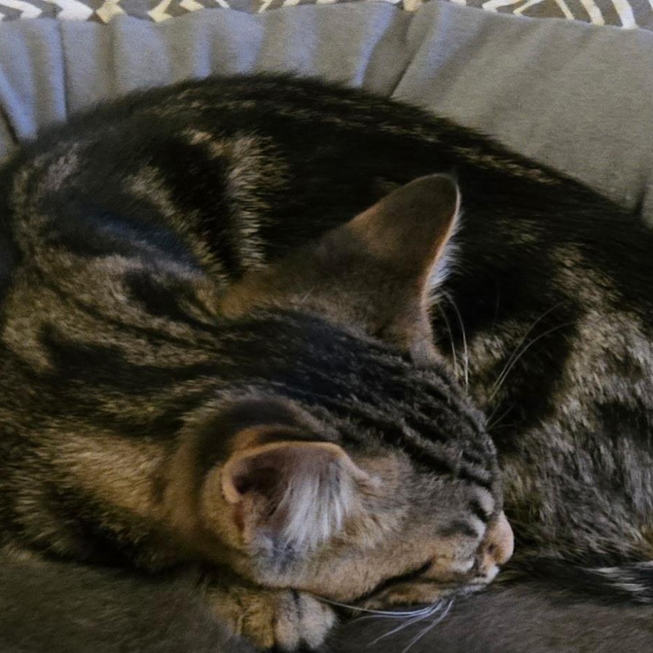 Enlarge Tony, an adopted Domestic Short Hair in Everett, ON image 5/6