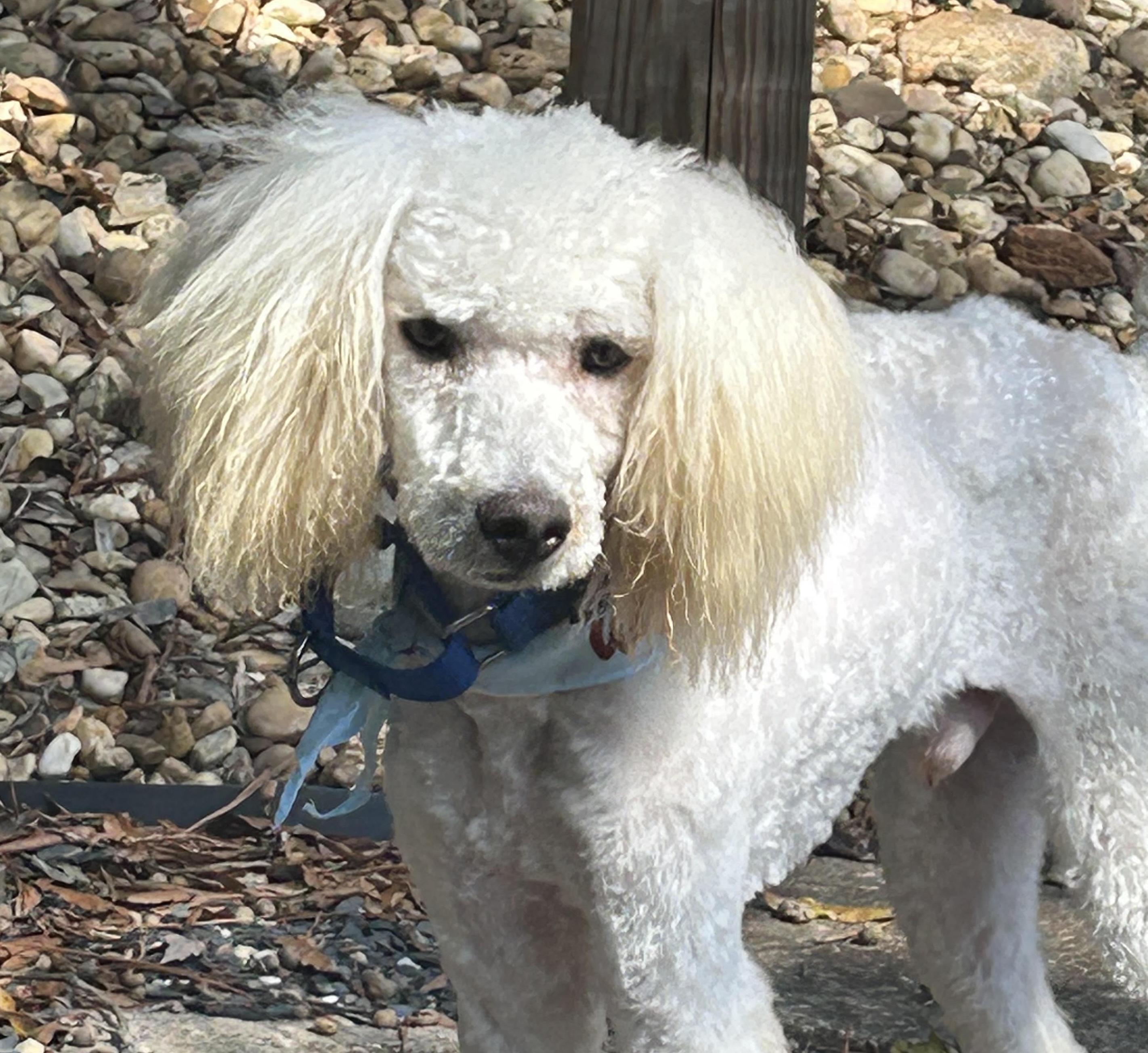 Enlarge Kristoff, a Adopted Poodle in Cumming, GA image 1/1