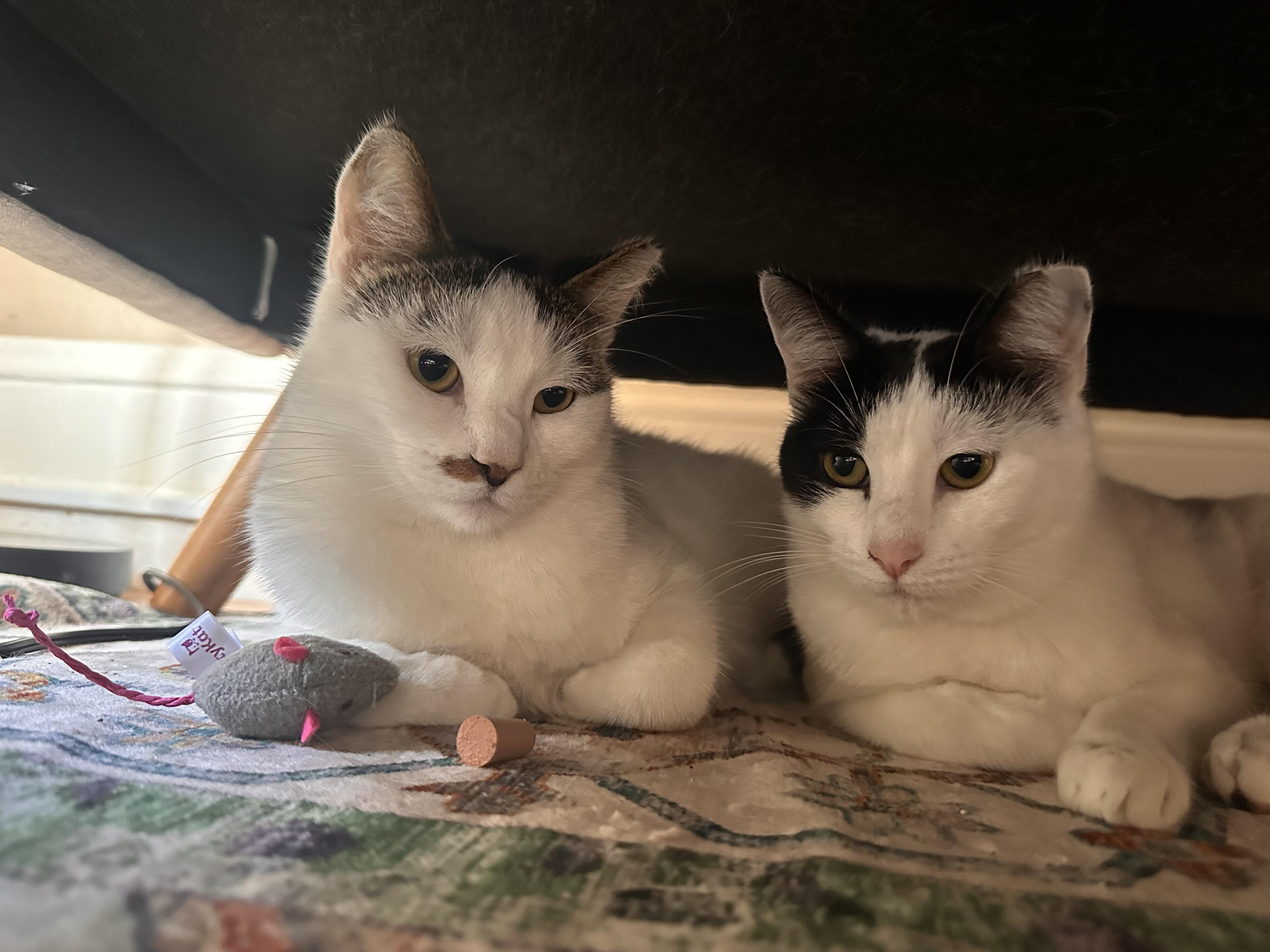 Freckles, Adoptable, Young Male American Shorthair.