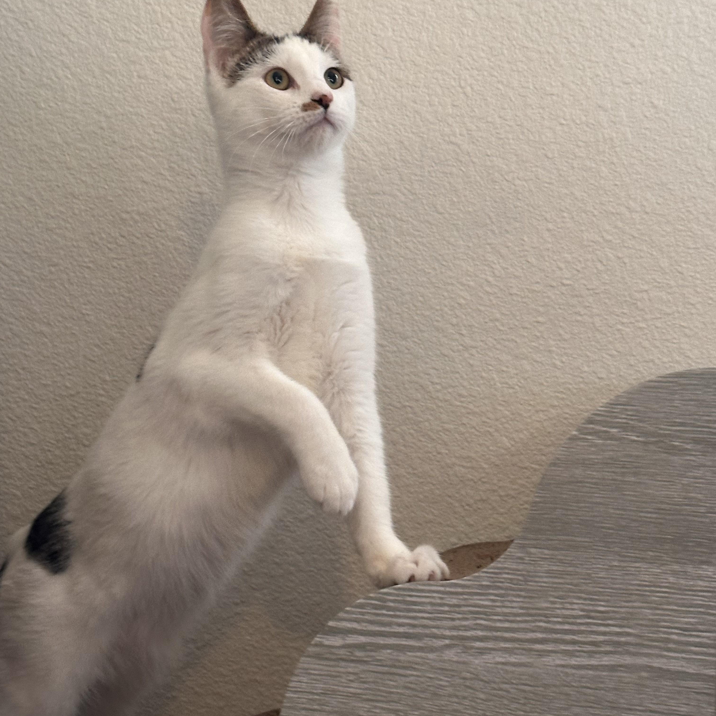 Freckles, Young Male American Shorthair