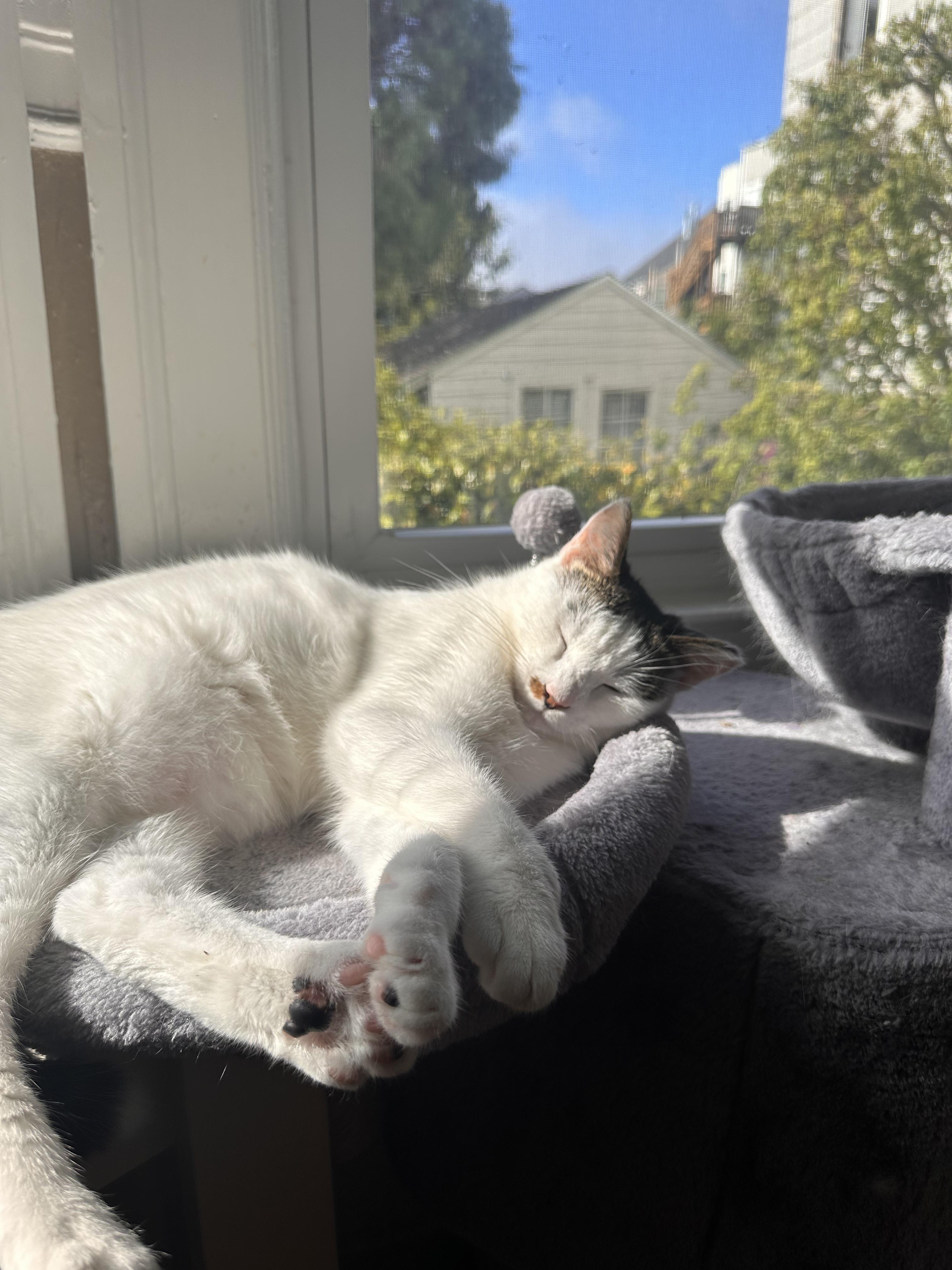 Enlarge Freckles, a Adoptable American Shorthair in San Jose, CA image 3/6