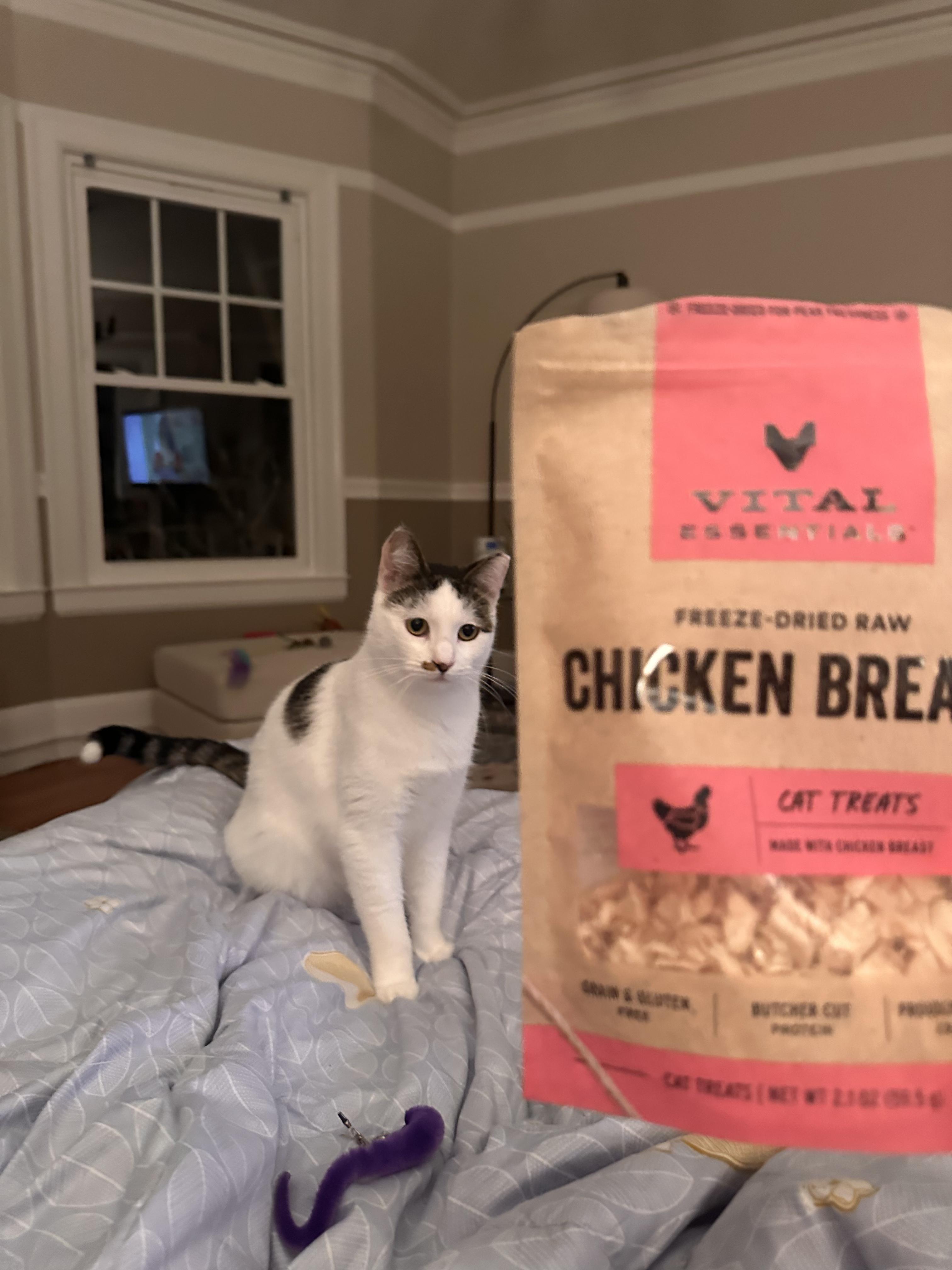 Enlarge Freckles, a Adoptable American Shorthair in San Jose, CA image 4/6