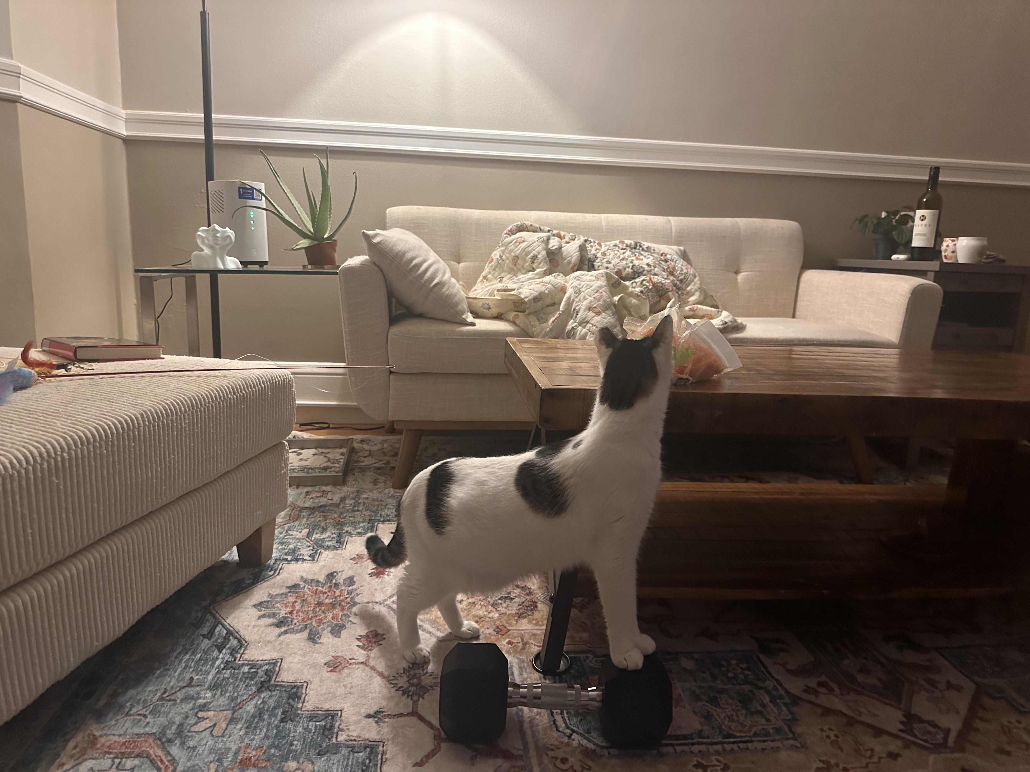 Enlarge Freckles, a Adoptable American Shorthair in San Jose, CA image 5/6