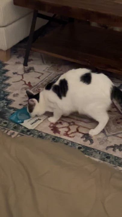 Enlarge Freckles, a Adoptable American Shorthair in San Jose, CA video 6/6