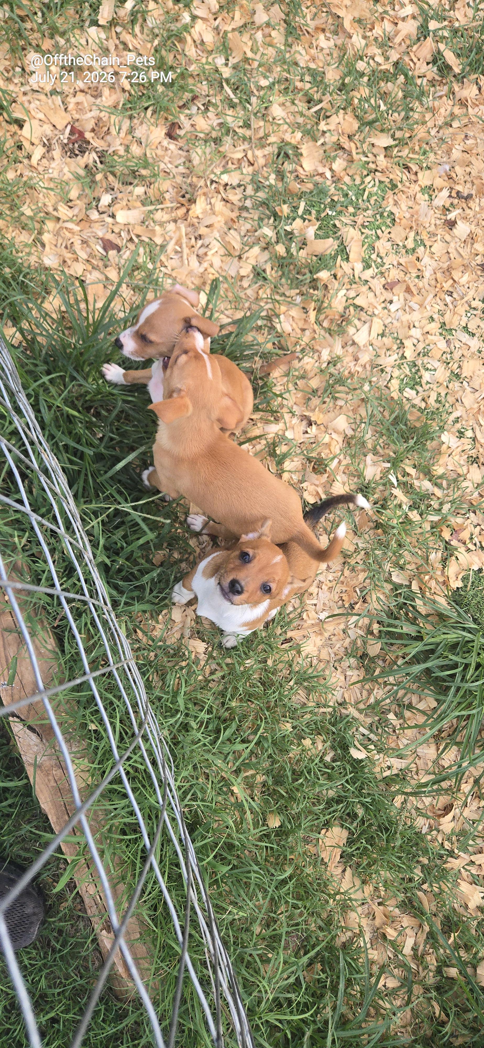 Thickems, Adopted, Puppy Male Miniature Pinscher & Rat Terrier.