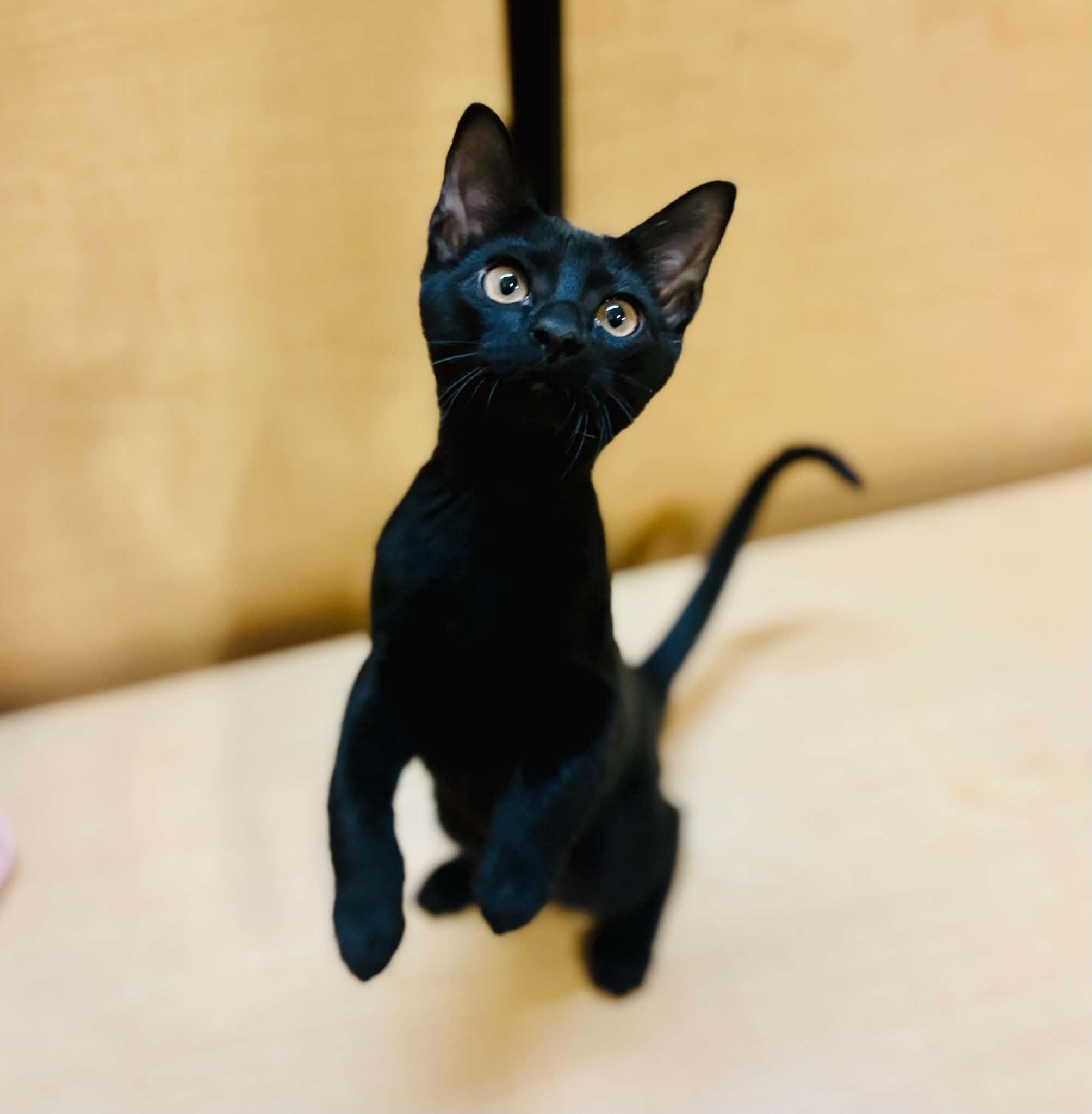 Luke, ADOPTABLE, Young Male Domestic Short Hair.