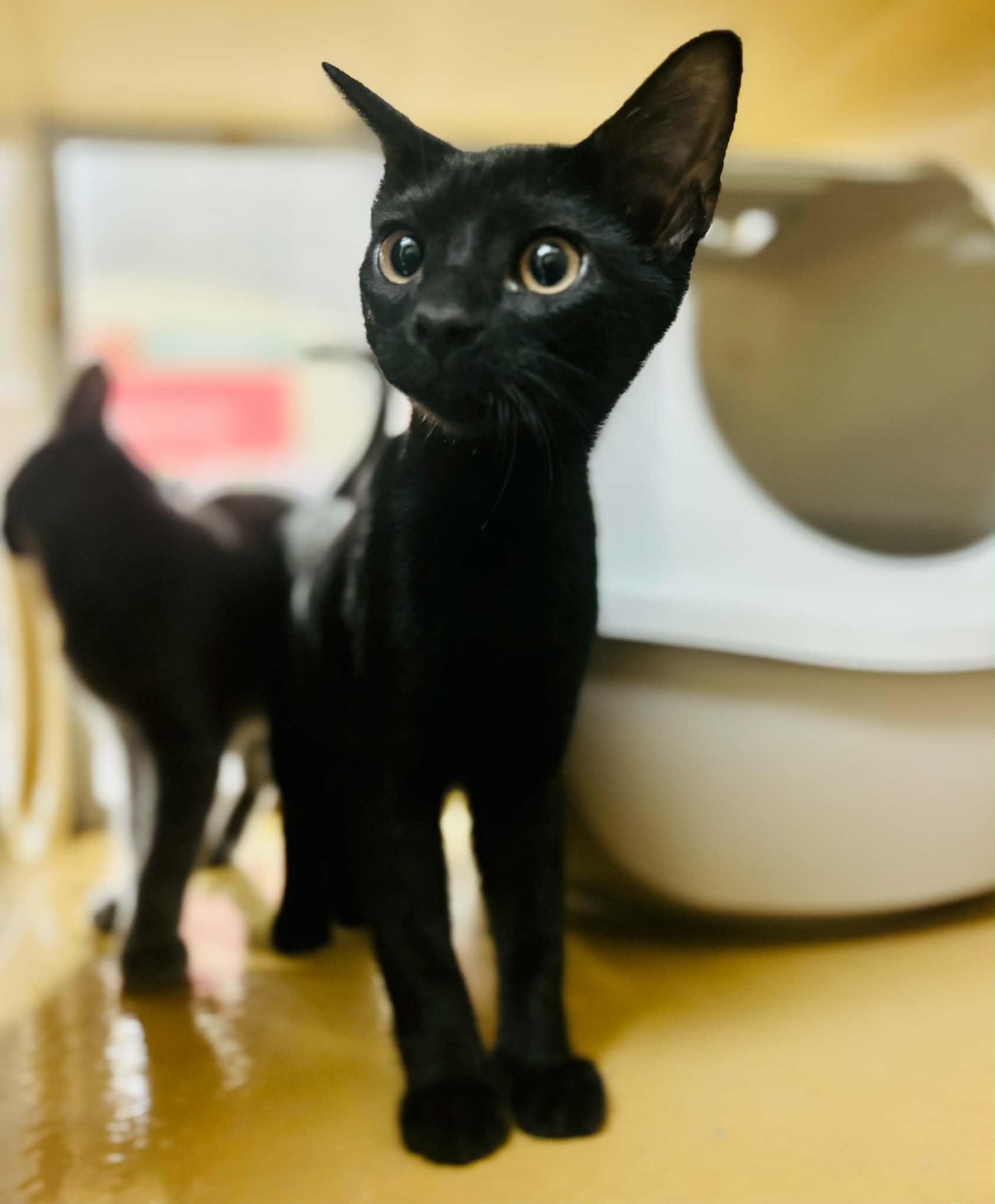 Enlarge Luke, a ADOPTABLE Domestic Short Hair in Mansfield, TX image 2/2