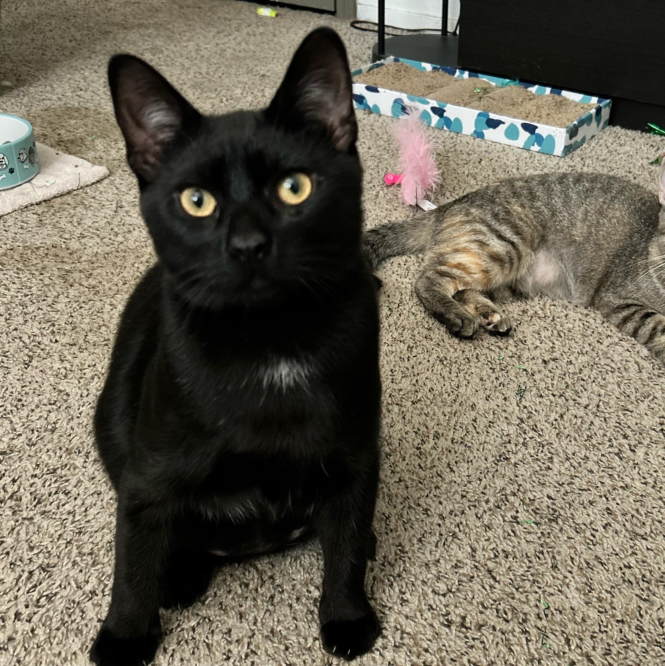 Enlarge Noir INDOOR ONLY , a Adoptable mixed breed in Elk Grove, CA image 5/5