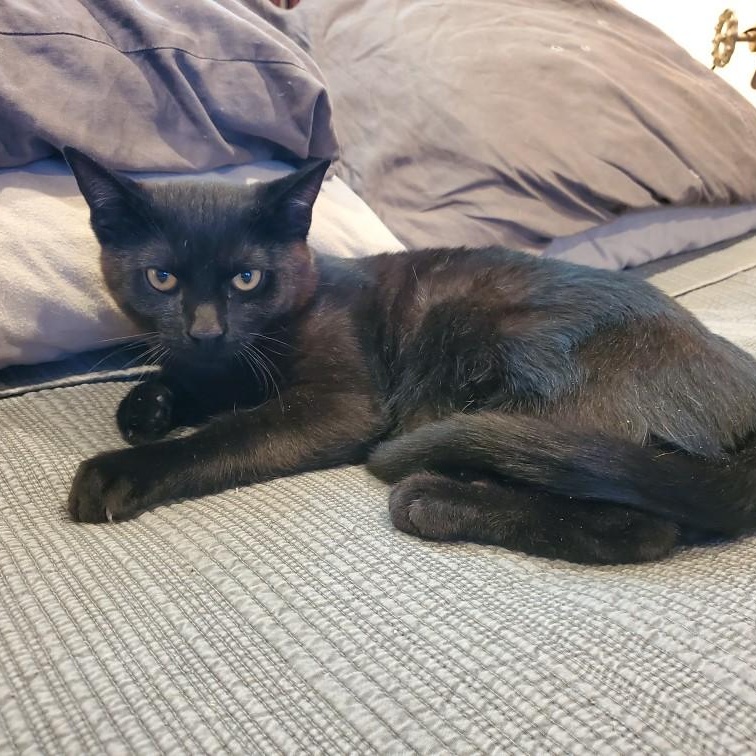 Enlarge Noir INDOOR ONLY , a Adoptable mixed breed in Elk Grove, CA image 3/5