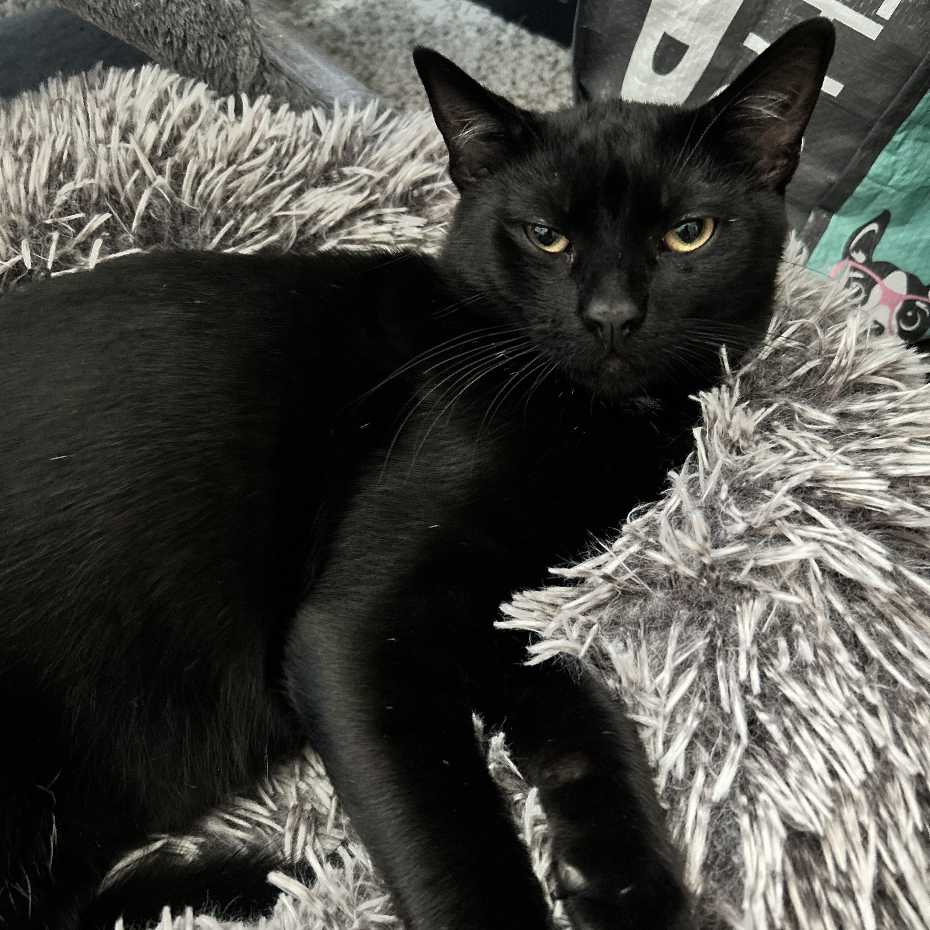 Noir INDOOR ONLY , Adoptable, Kitten Male Domestic Short Hair.