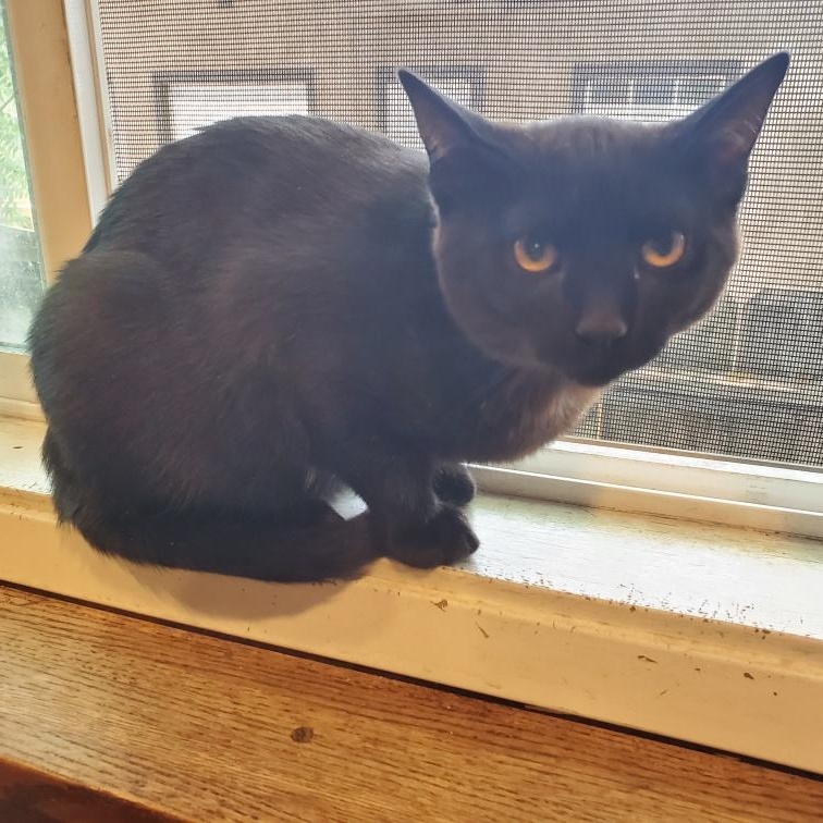 Enlarge Noir INDOOR ONLY , a Adoptable mixed breed in Elk Grove, CA image 4/5
