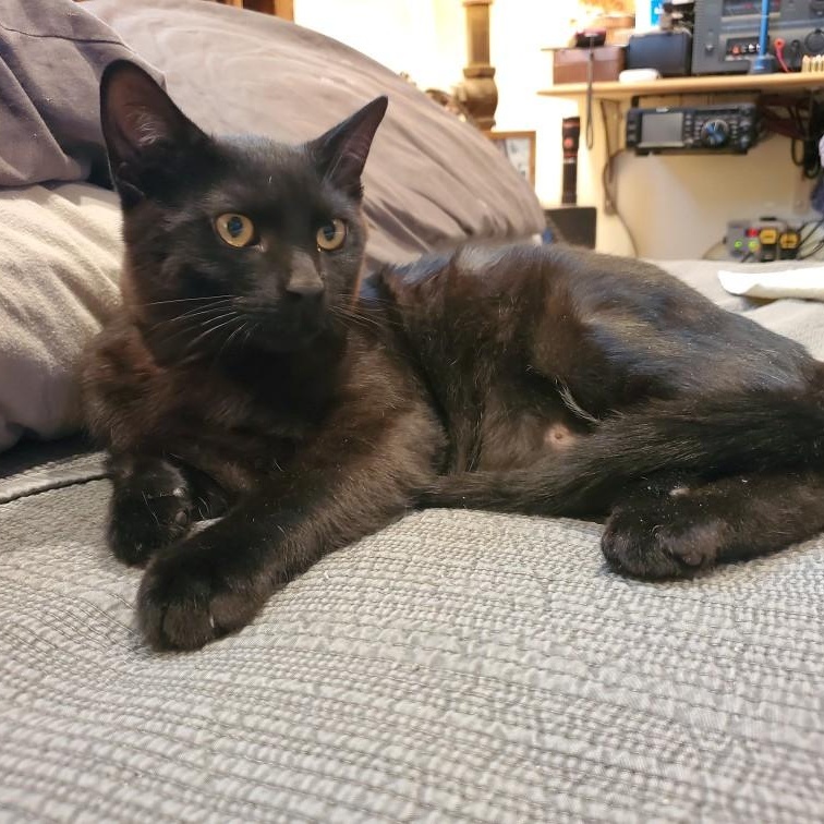 Enlarge Noir INDOOR ONLY , a Adoptable mixed breed in Elk Grove, CA image 2/5