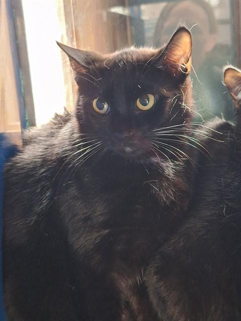 POPPY, Adoptable, Young Female Domestic Short Hair.