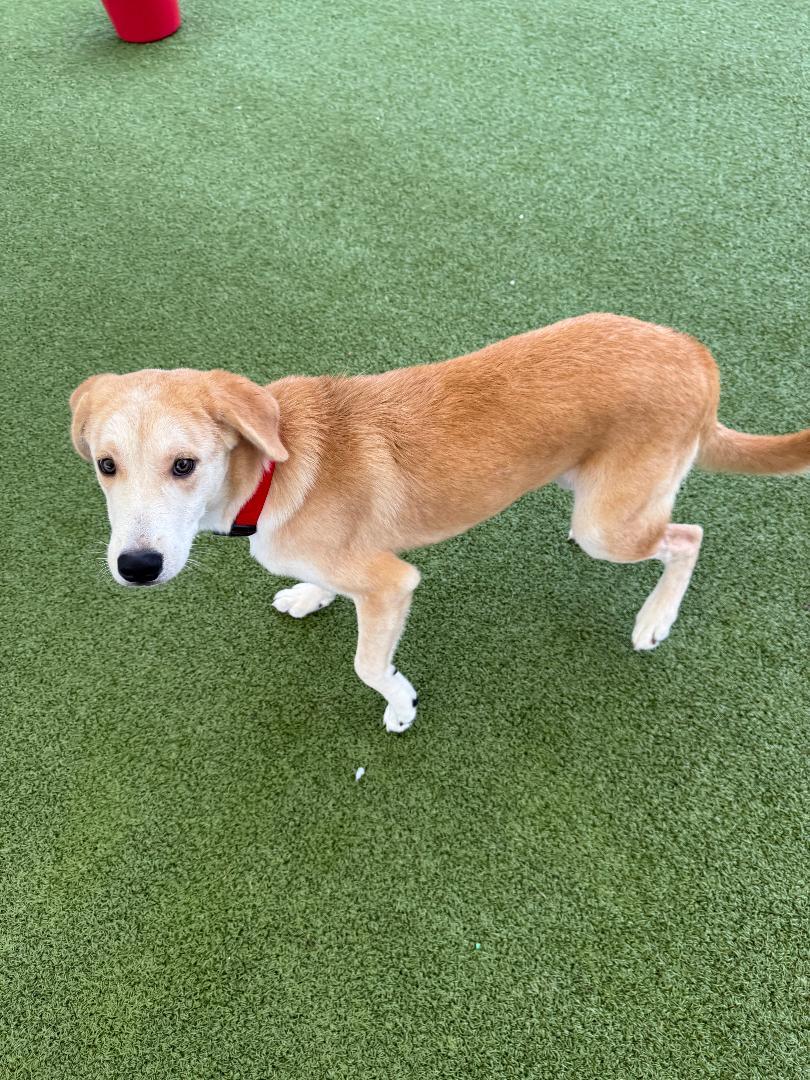 Enlarge Elliott, a Adoptable mixed breed in Hays, KS image 5/6