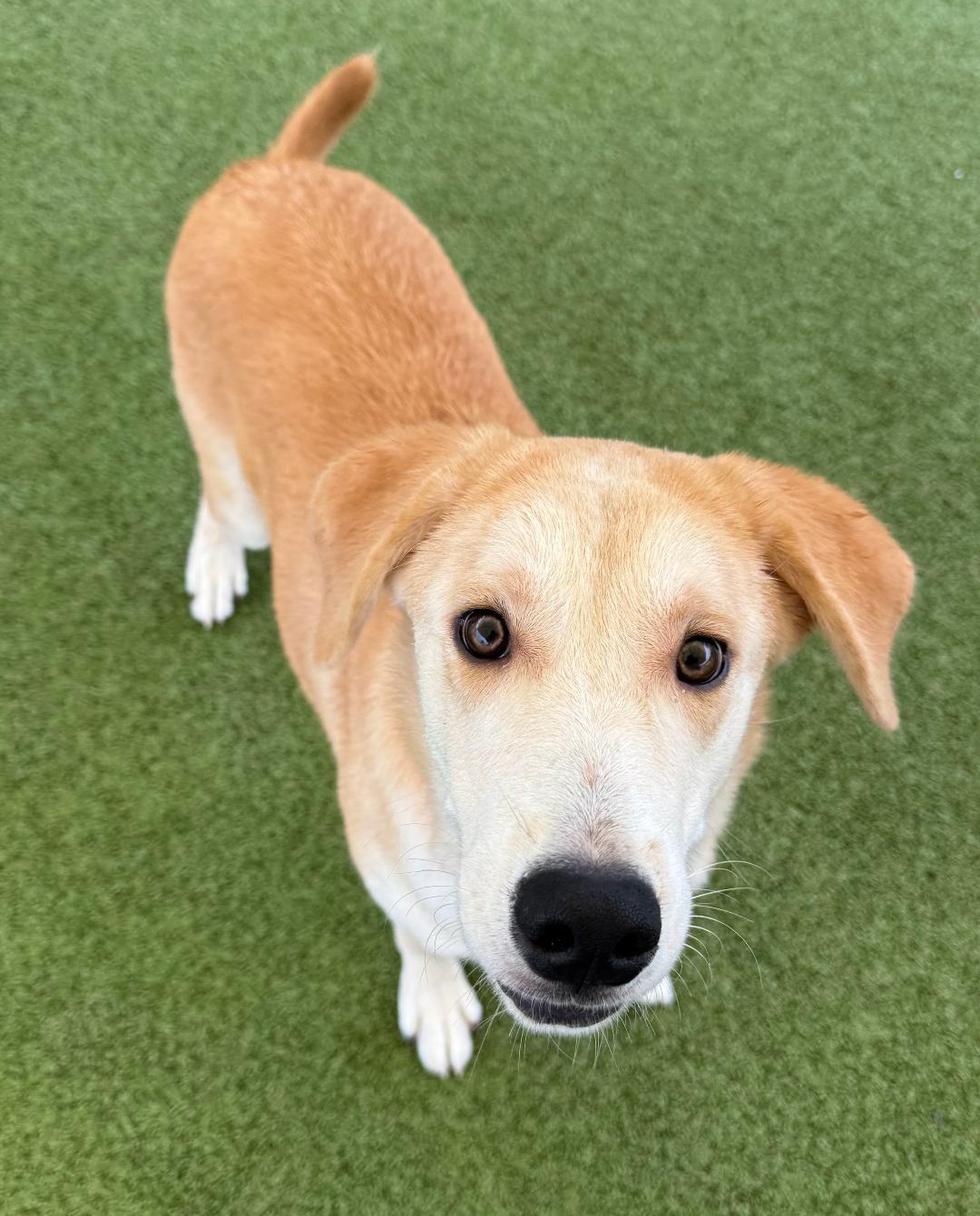 Enlarge Elliott, a Adoptable mixed breed in Hays, KS image 2/6