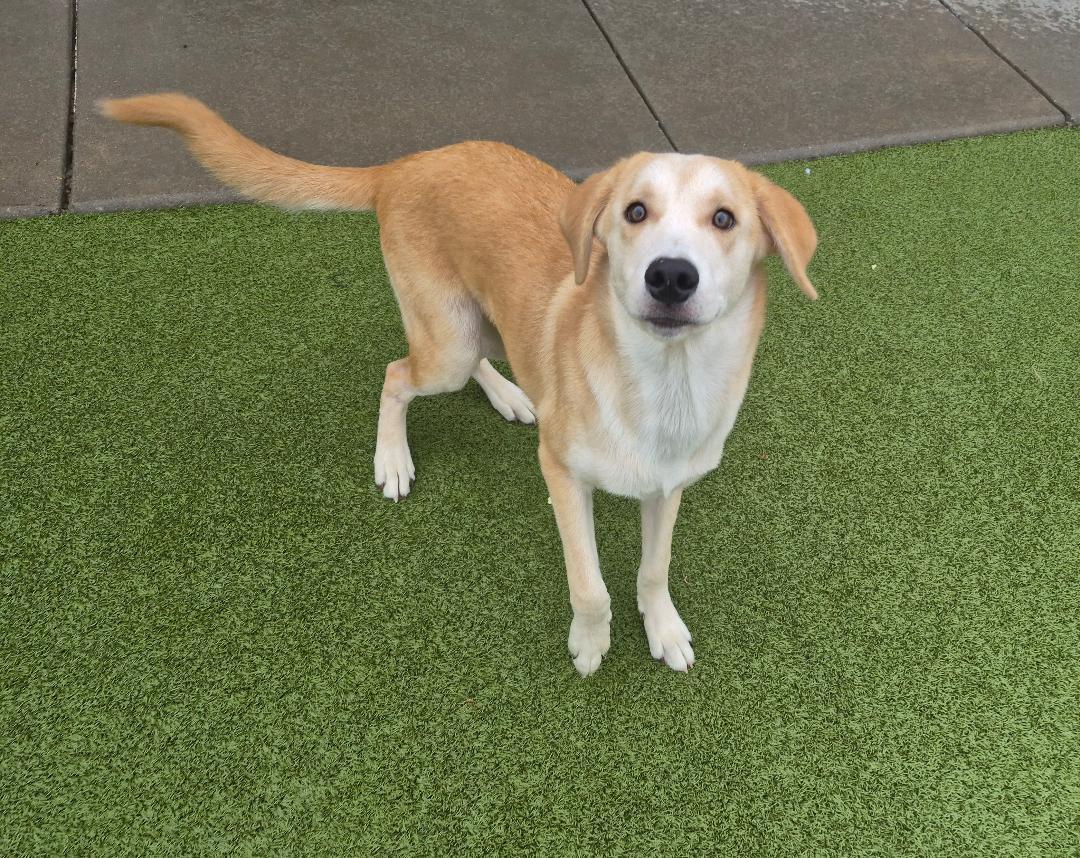 Enlarge Elliott, a Adoptable mixed breed in Hays, KS image 4/6