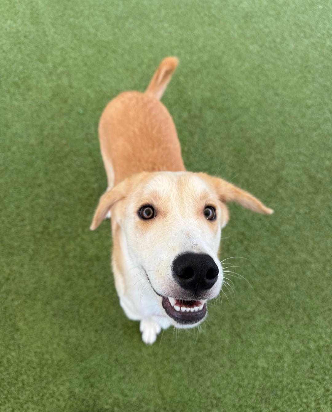 Enlarge Elliott, a Adoptable mixed breed in Hays, KS image 6/6