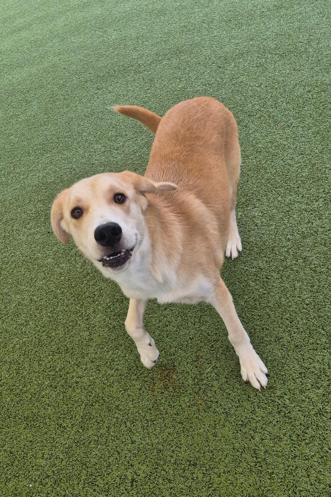 Enlarge Elliott, a Adoptable mixed breed in Hays, KS image 3/6
