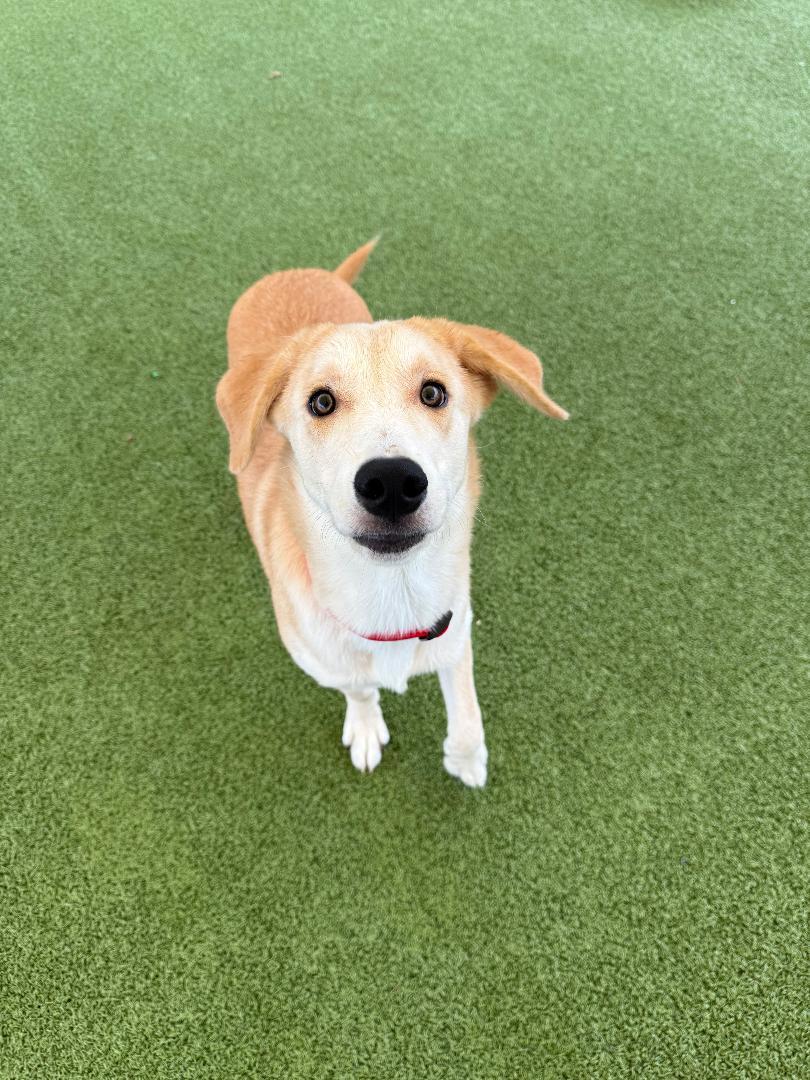 Enlarge Elliott, a Adoptable mixed breed in Hays, KS image 1/6