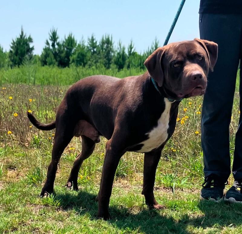 Memphis, Adoptable, Adult Male Chocolate Labrador Retriever & Mixed Breed.