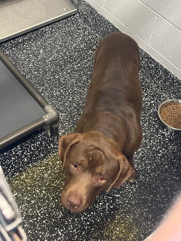 Enlarge Memphis, a Adoptable mixed breed in Jackson, TN image 2/3