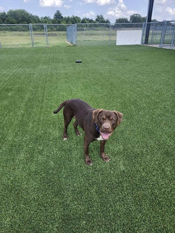 Enlarge Memphis, a Adoptable mixed breed in Jackson, TN image 3/5