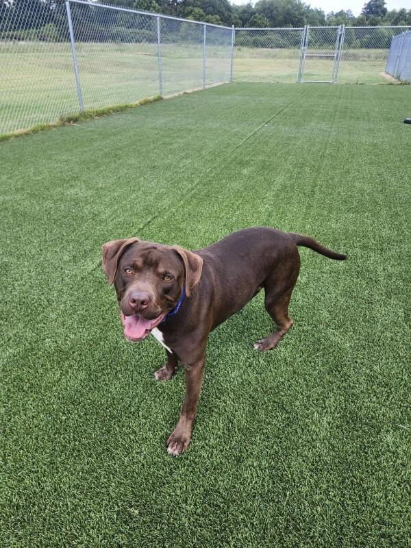 Enlarge Memphis, a Adoptable mixed breed in Jackson, TN image 4/5
