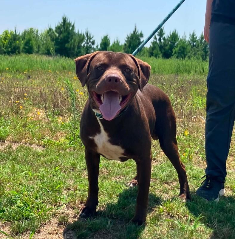 Enlarge Memphis, a Adoptable mixed breed in Jackson, TN image 3/3