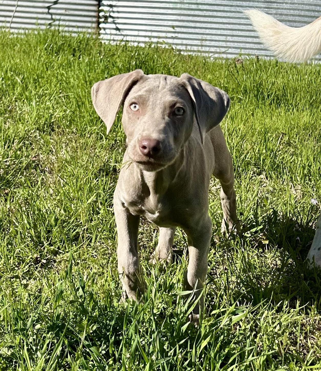 Enlarge Sparkle, a Adopted Weimaraner in Nashville, AR image 2/3