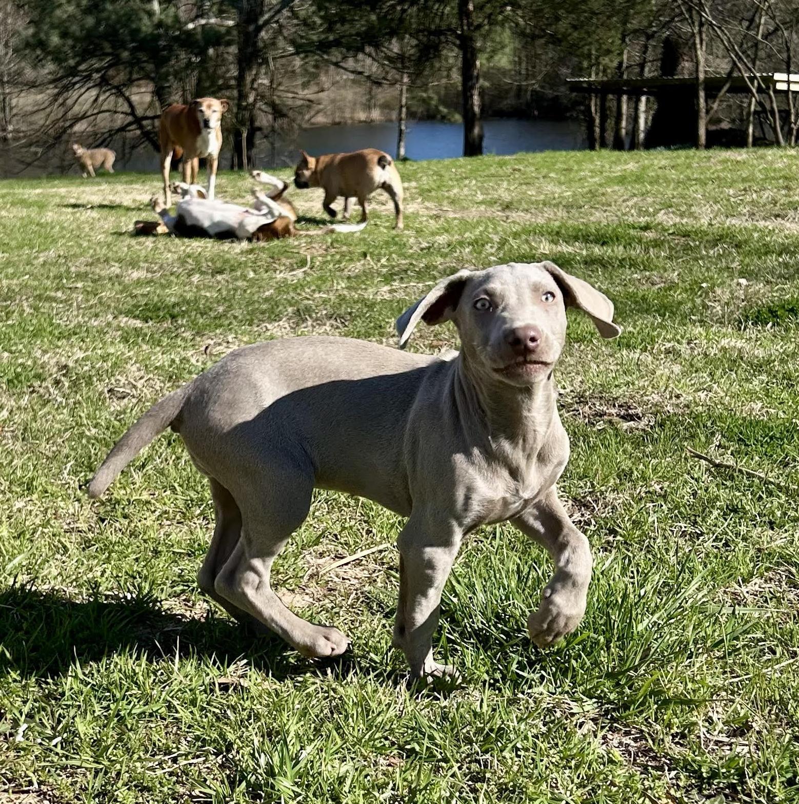 Sparkle, Adopted, Puppy Female Weimaraner.