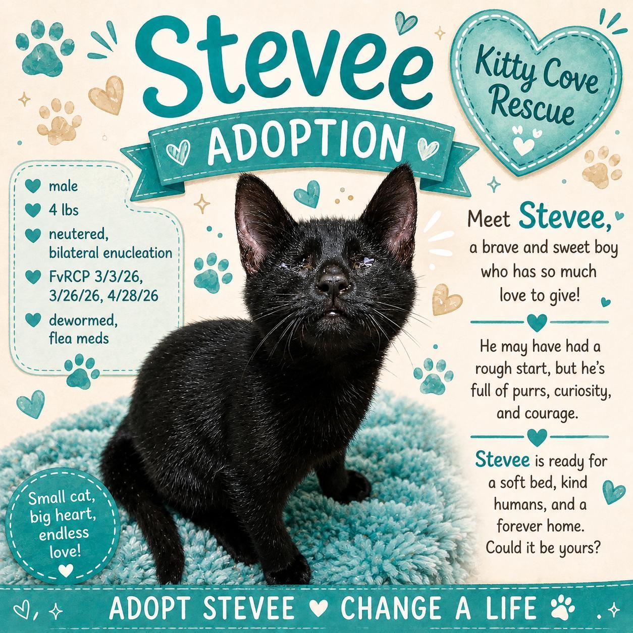 Stevee, Adoptable, Young Male Domestic Short Hair.