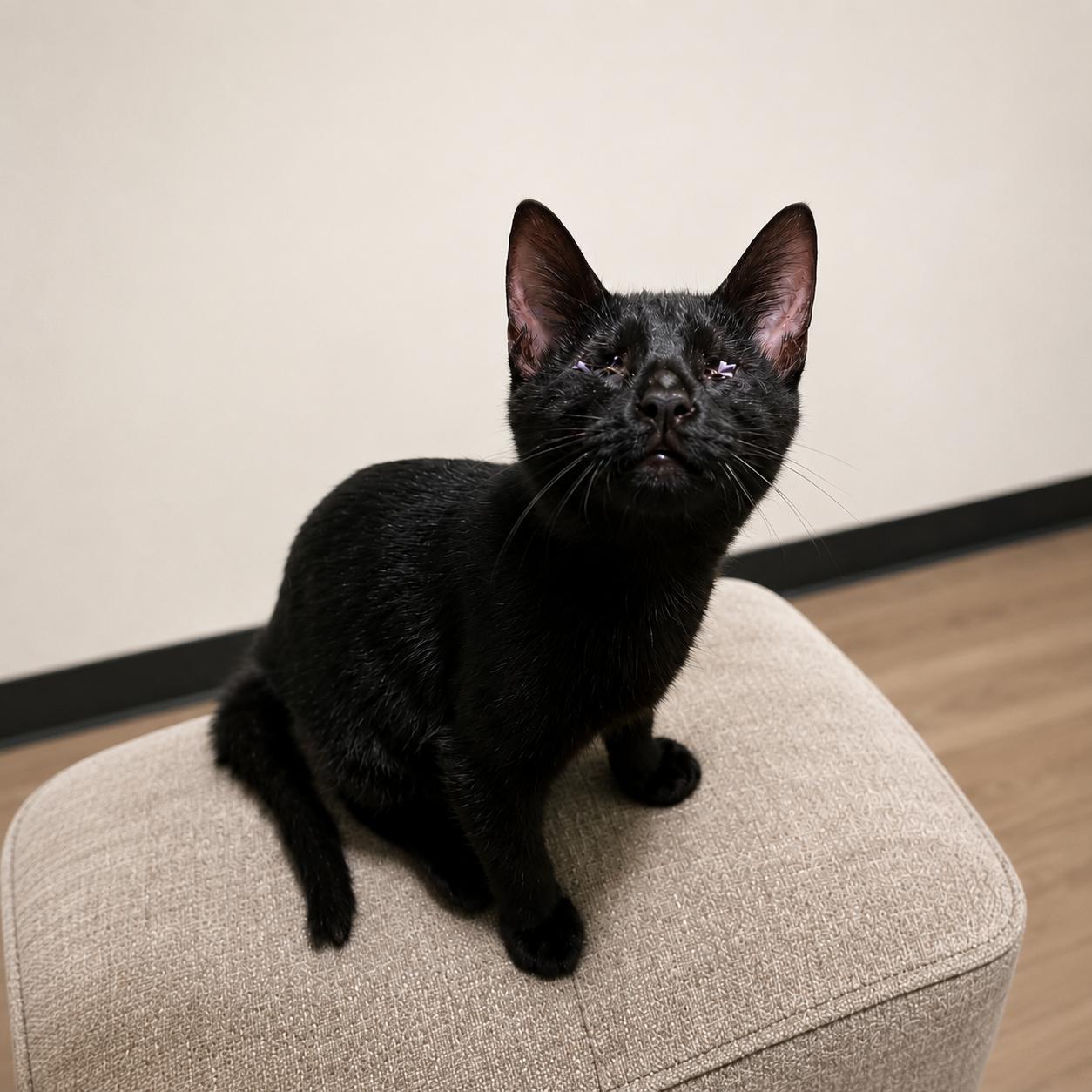 Stevee, a Adoptable Domestic Short Hair in Mount Pleasant, TX image 2/2