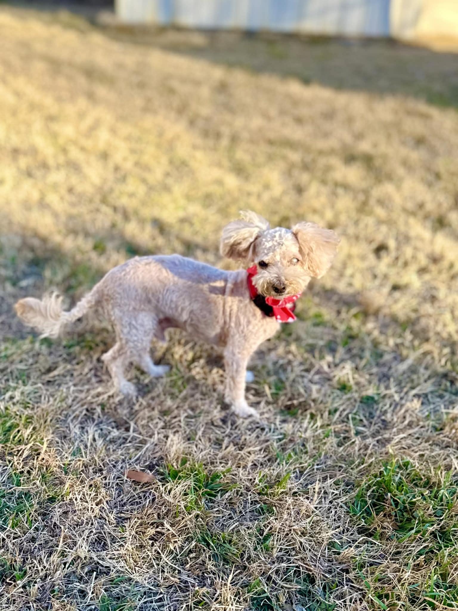 Theo, ADOPTABLE, Adult Male Poodle (Toy).