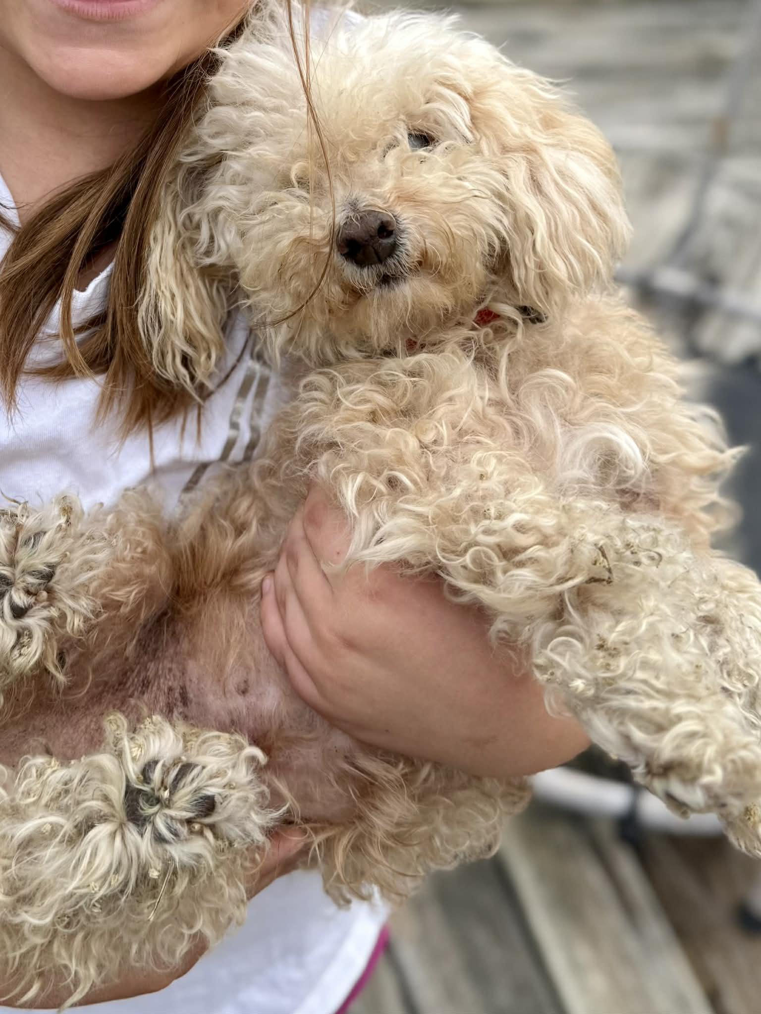 Theo, a ADOPTABLE Poodle (Toy) in Temple, TX image 3/5