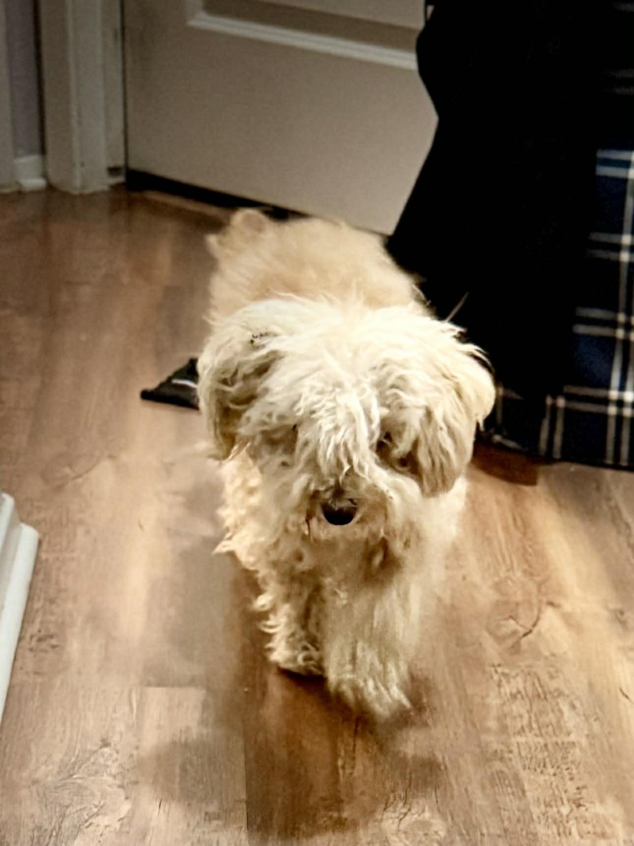 Theo — thumbnail 3