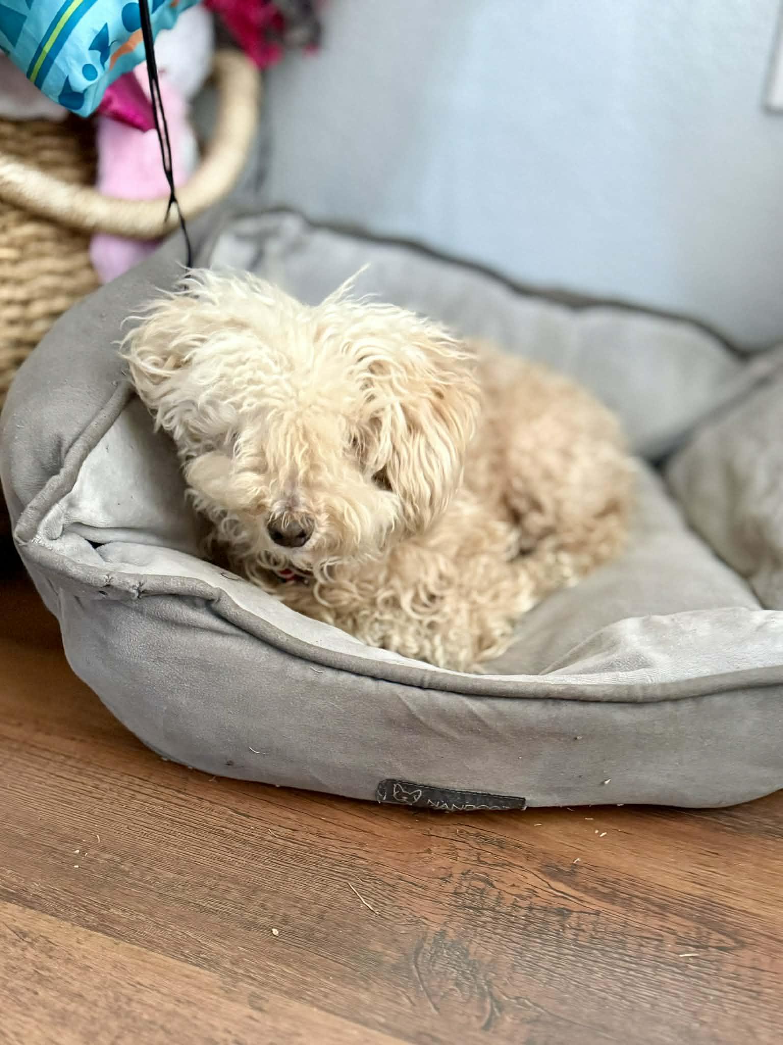 Theo, a ADOPTABLE Poodle (Toy) in Temple, TX image 4/5