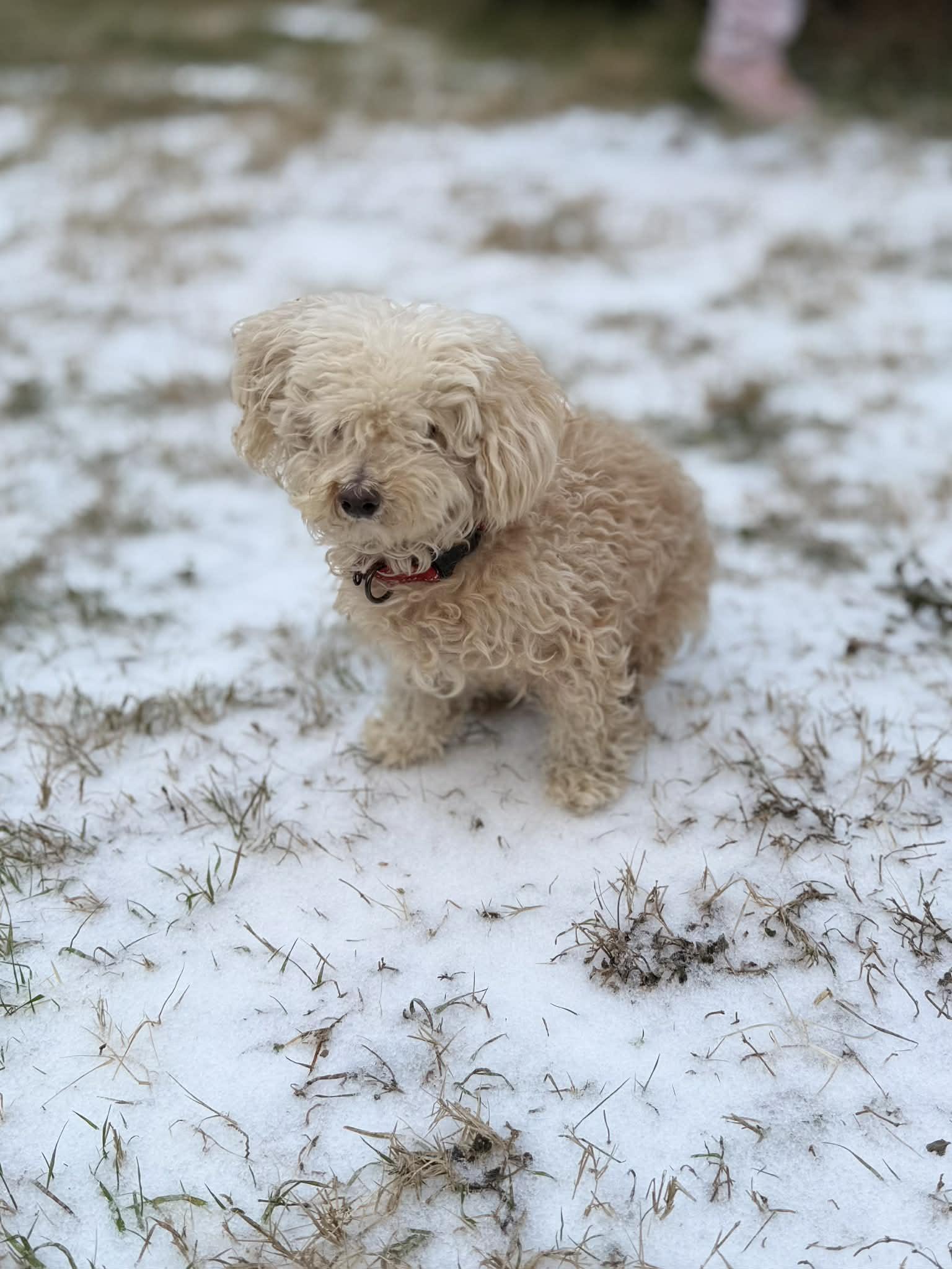 Theo, a ADOPTABLE Poodle (Toy) in Temple, TX image 5/5