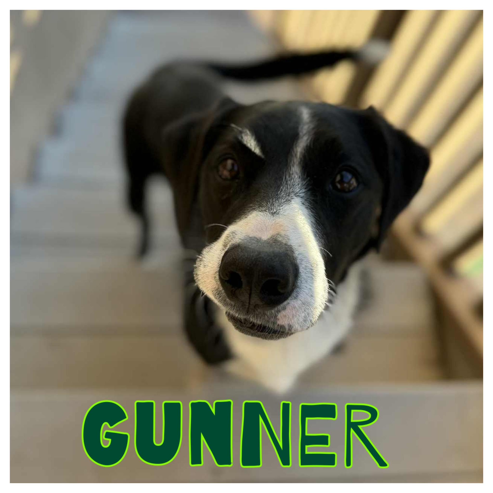 Enlarge Gunner, an adopted Border Collie in Hollister, CA image 1/1