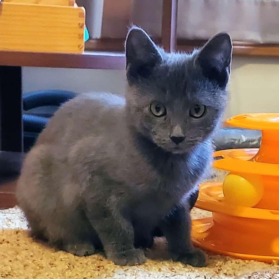 Bailey, a ADOPTABLE Domestic Short Hair in Sedalia, MO image 1/3