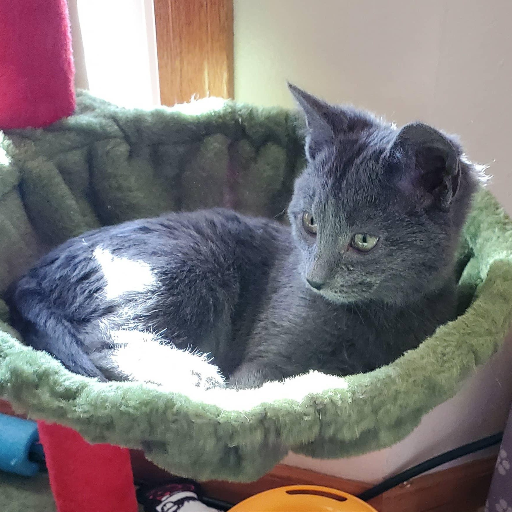 Bailey, a ADOPTABLE Domestic Short Hair in Sedalia, MO image 2/3