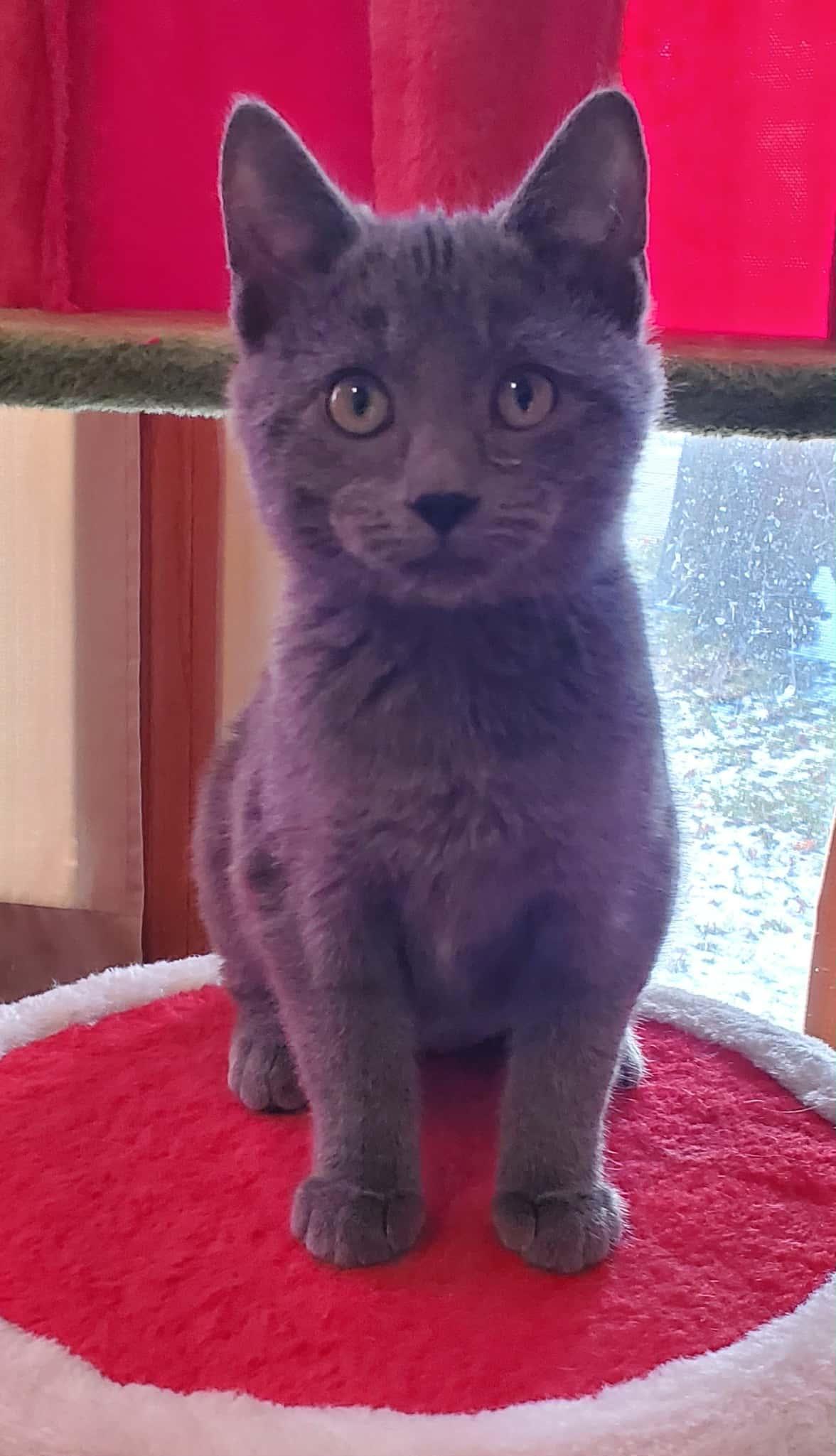 Bailey, a ADOPTABLE Domestic Short Hair in Sedalia, MO image 3/3