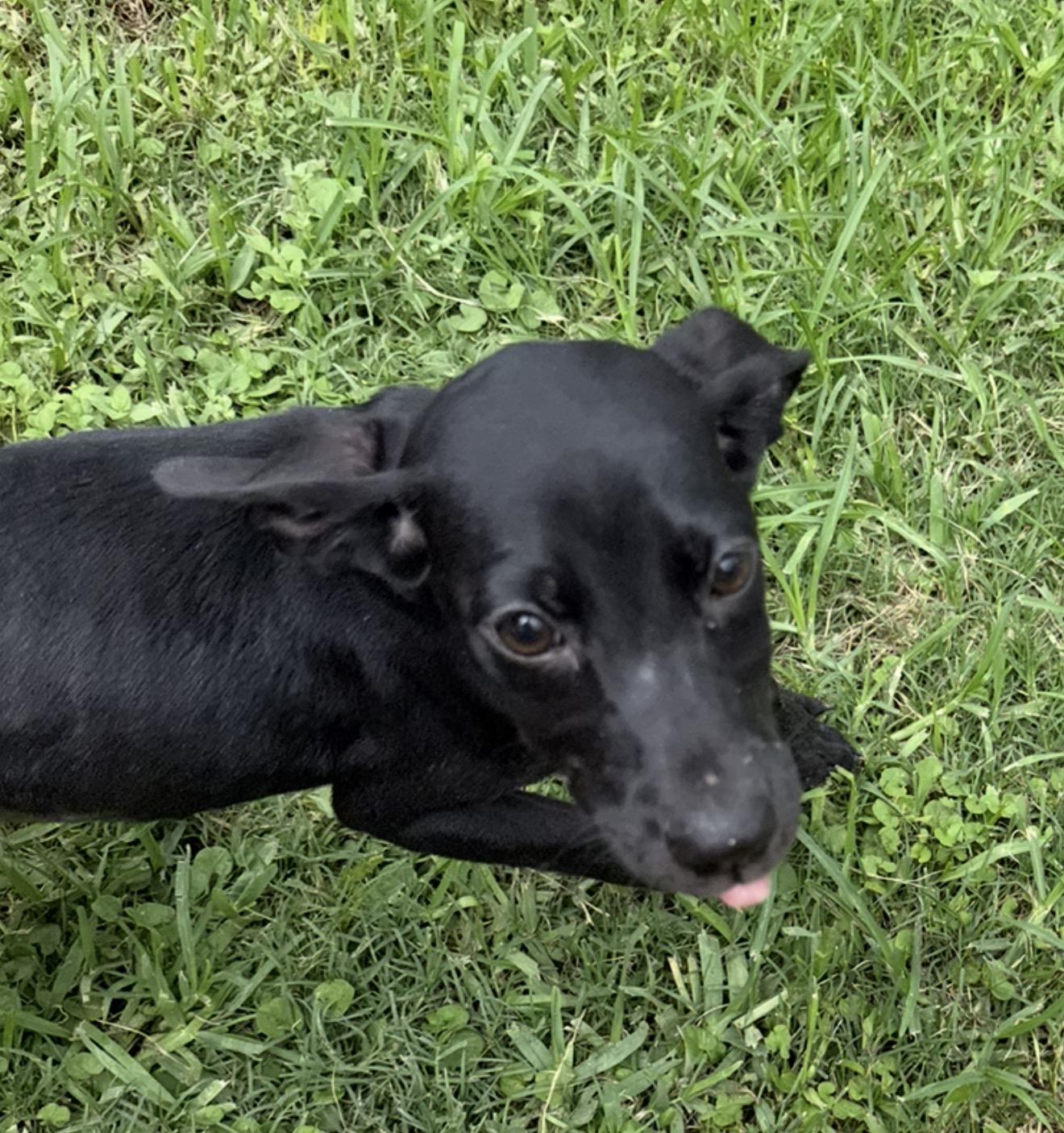 Shira, a ADOPTABLE mixed breed in Westerly, RI image 4/5