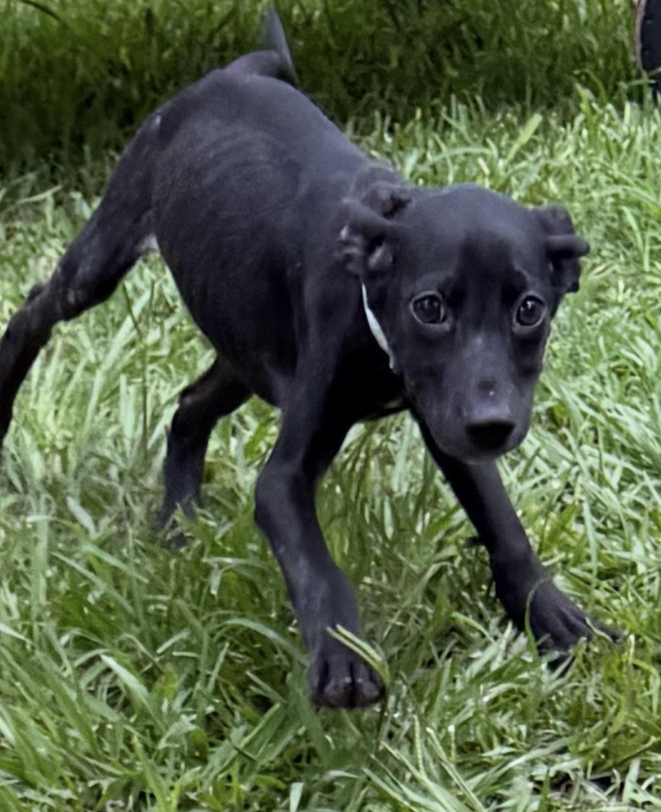 Shira, a ADOPTABLE mixed breed in Westerly, RI image 2/5