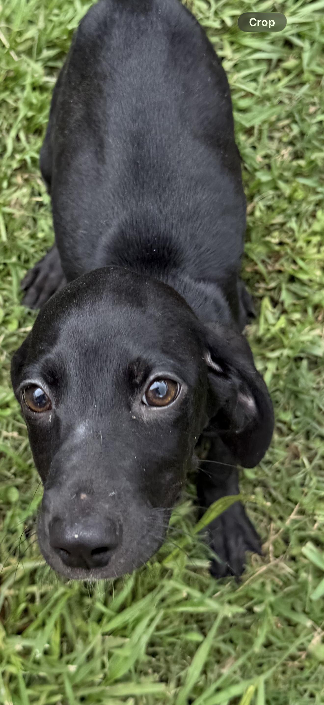 Shira, a ADOPTABLE mixed breed in Westerly, RI image 5/5