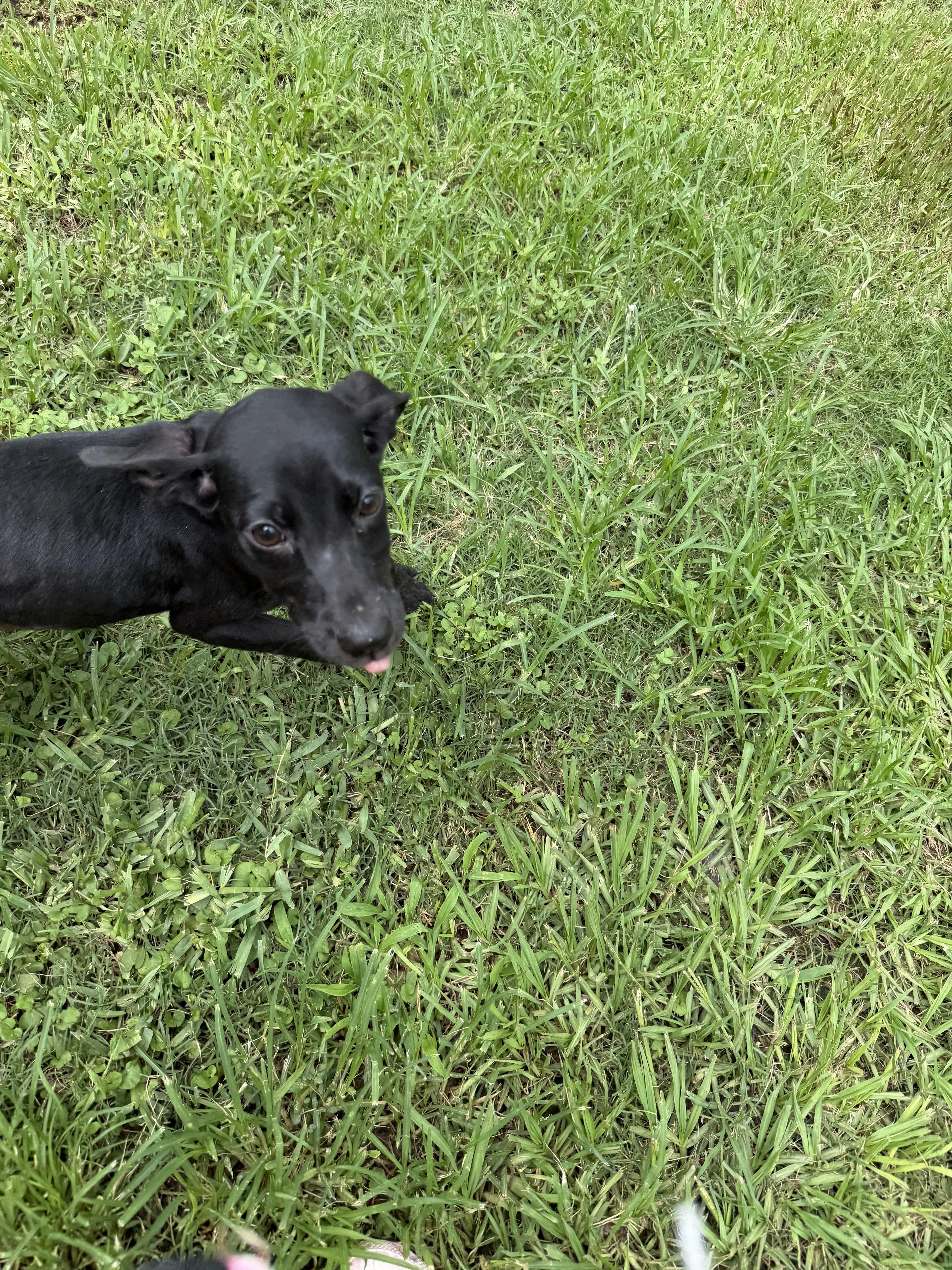 Shira, ADOPTABLE, Young Female Black Labrador Retriever.