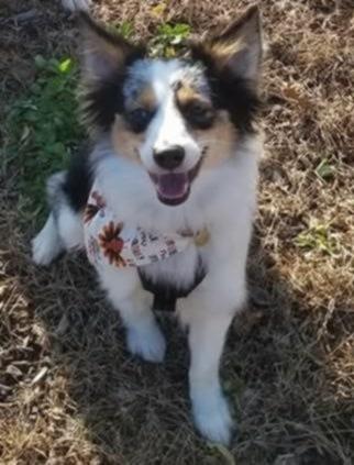 Goose NY, a Adoptable Australian Shepherd in Terryville, CT image 1/2