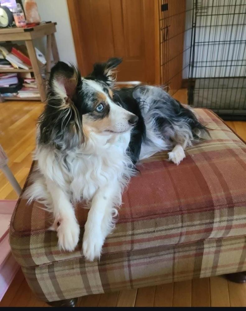 Goose NY, a Adoptable Australian Shepherd in Terryville, CT image 2/2