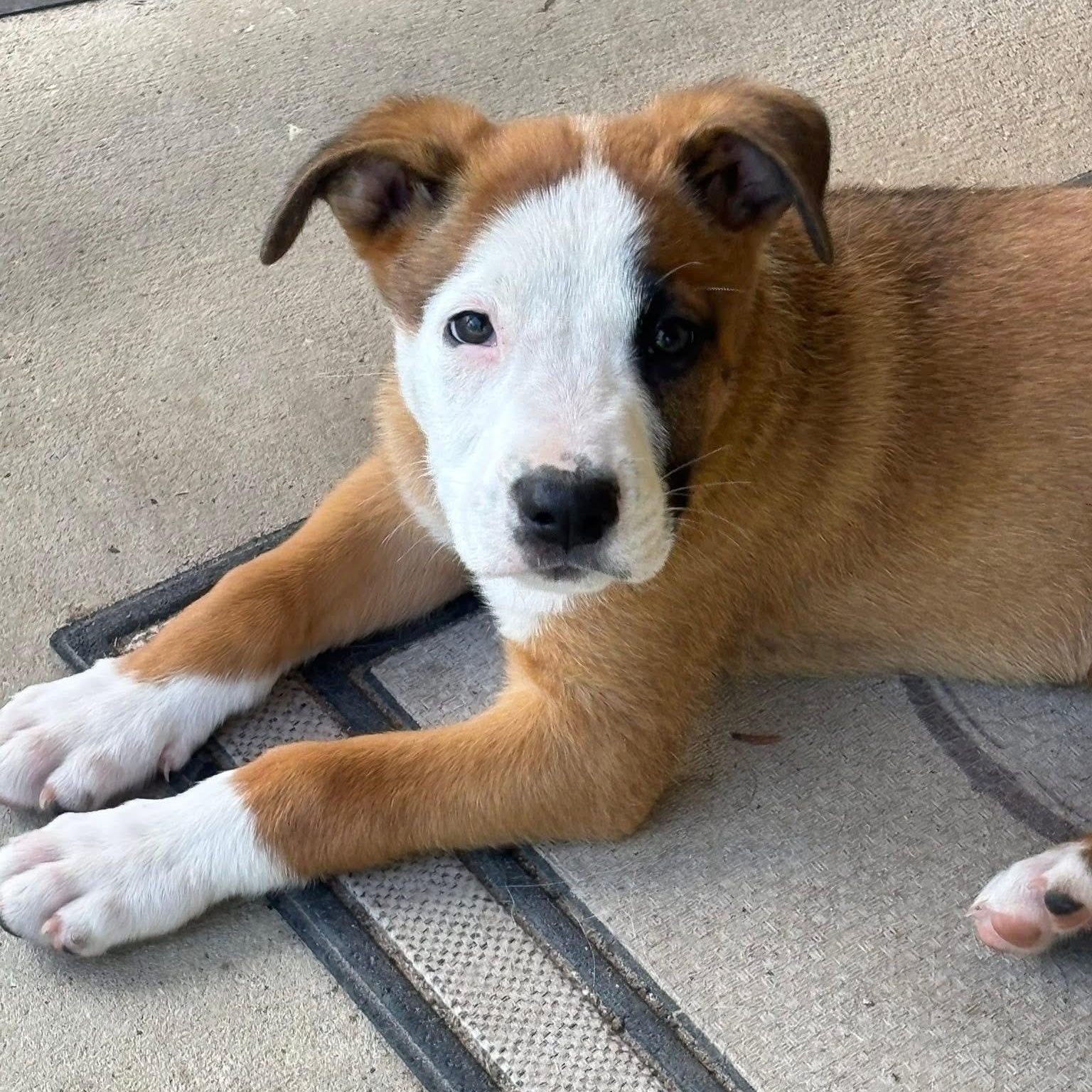 Toby Keith, Baby Male German Shepherd Dog